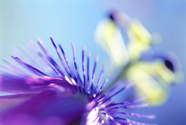 Passiflora