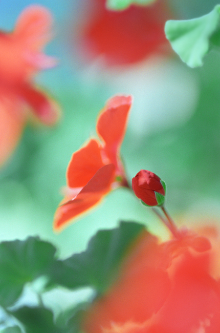 Geranium