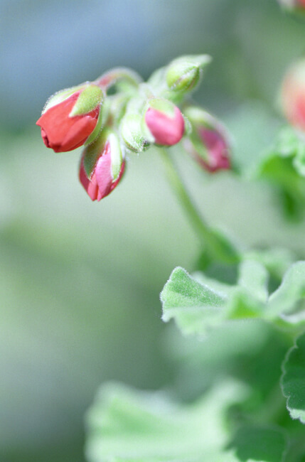 Geranium