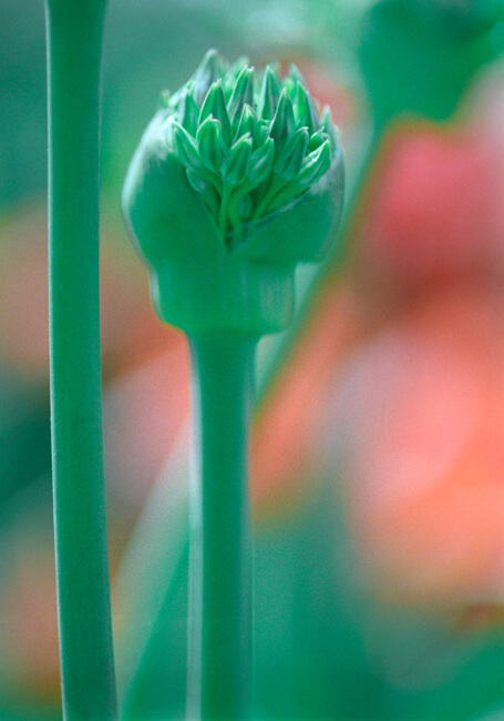 Prairie Onion