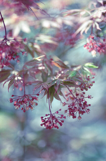 Japanese Maple