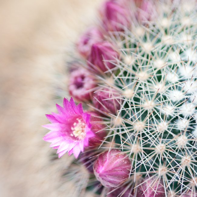 Flowering