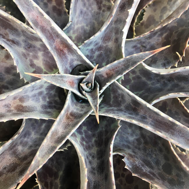 Rosette #247