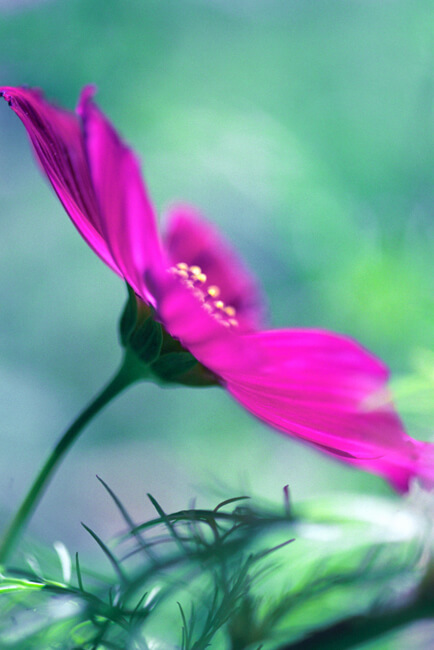 Cosmos Bipinnatus