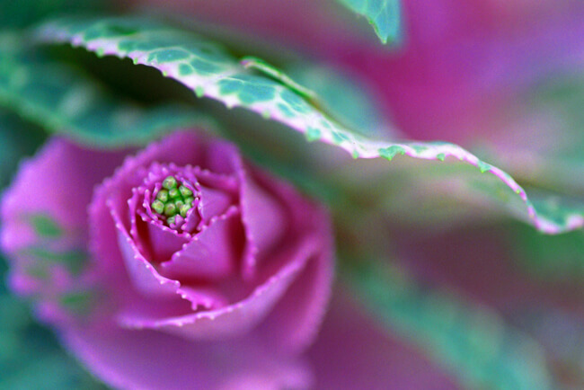 Flowering Kale - Crane Pink