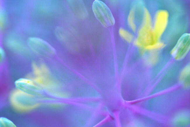 Flowering Kale - Coral Queen