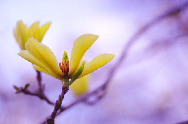 Magnolia in bloom