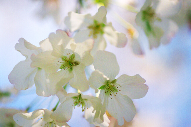 Yoshino Cherry in bloom