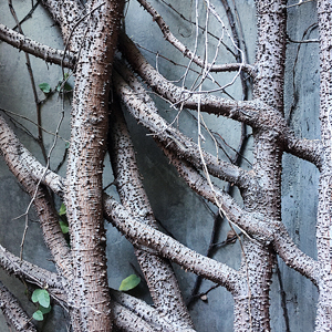 Complexity
