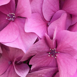 In the pink