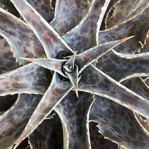 Rosette #247