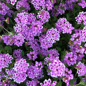 Florescence Exhibition