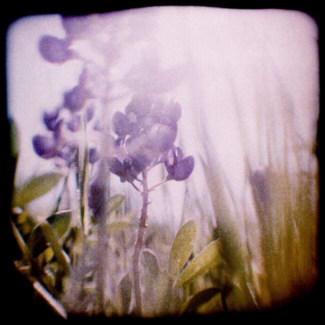 Bluebonnet Dreams