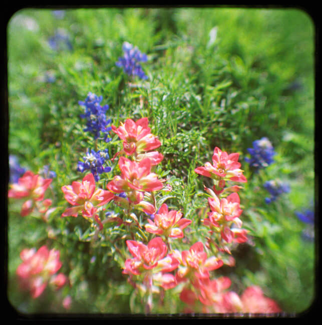 Texas Wildflowers