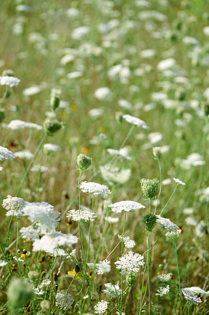 In the field