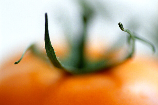 Tomato World