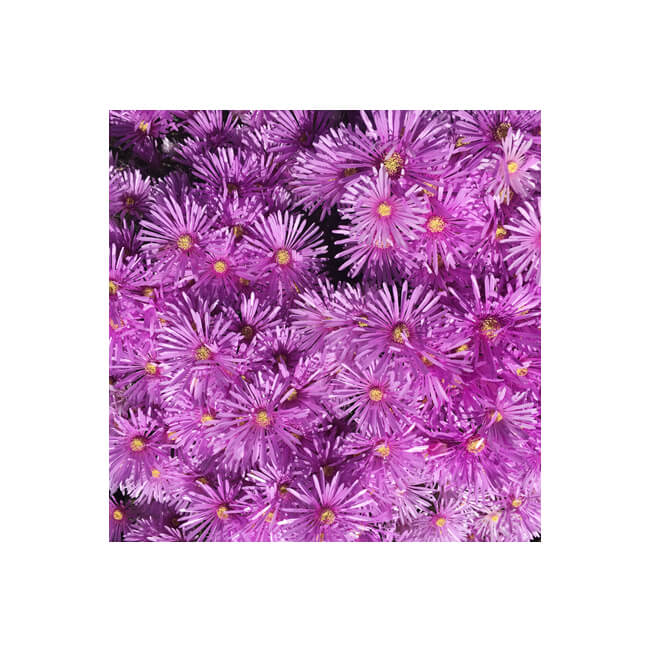 Florescence #2003