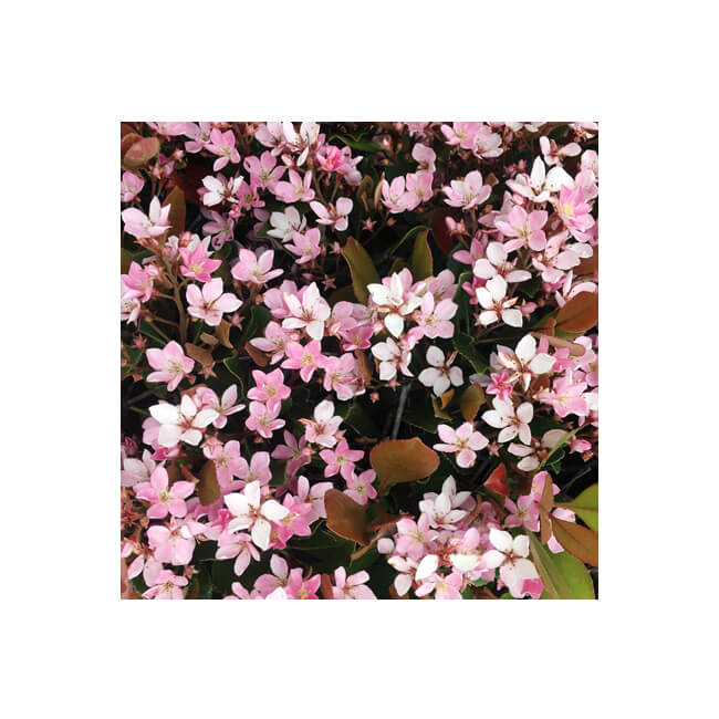 Florescence #2008