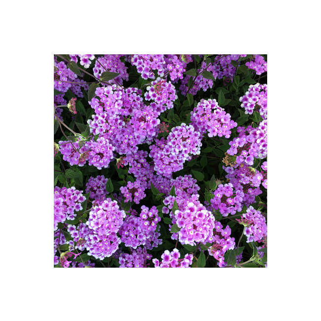 Florescence #2009