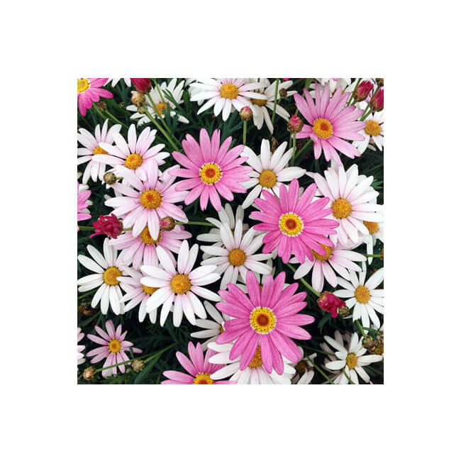 Florescence #2107