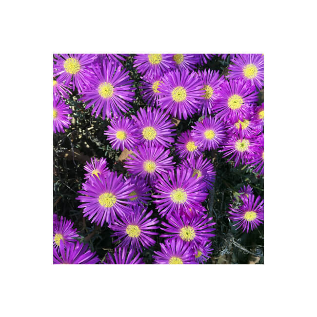 Florescence #2108