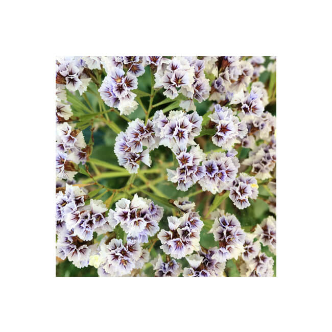 Florescence #2104
