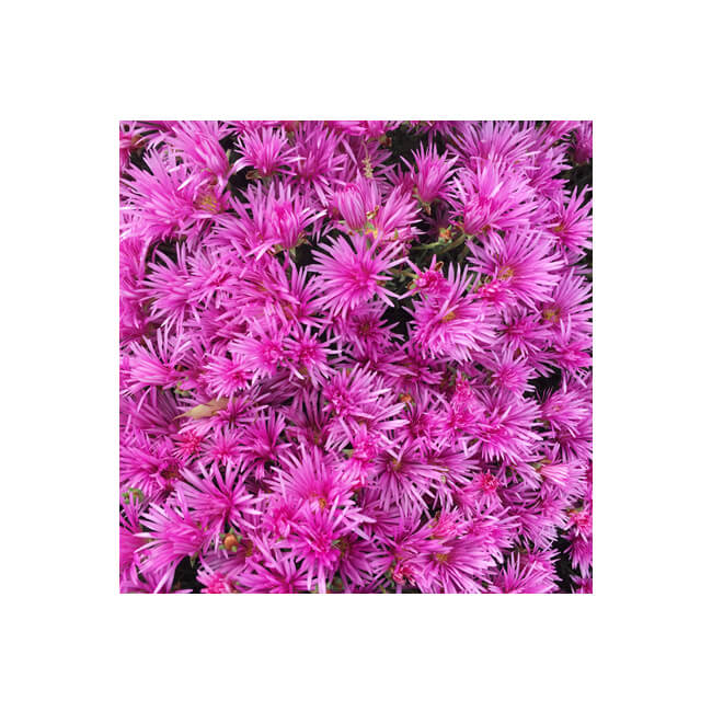 Florescence #2207