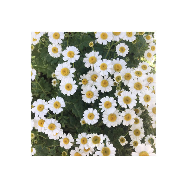 Florescence #2206