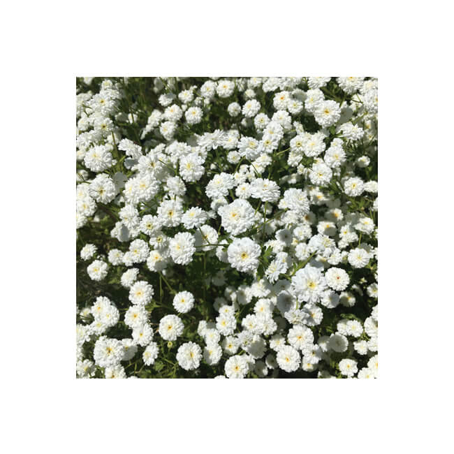 Florescence #2304