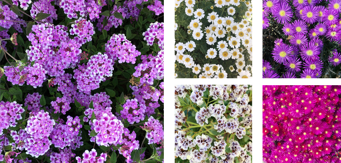 Florescence Exhibition